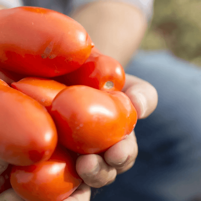 Rosso Gargano Pomodorini Datterini cherry tomatoes (bundles 6/24pcs available)