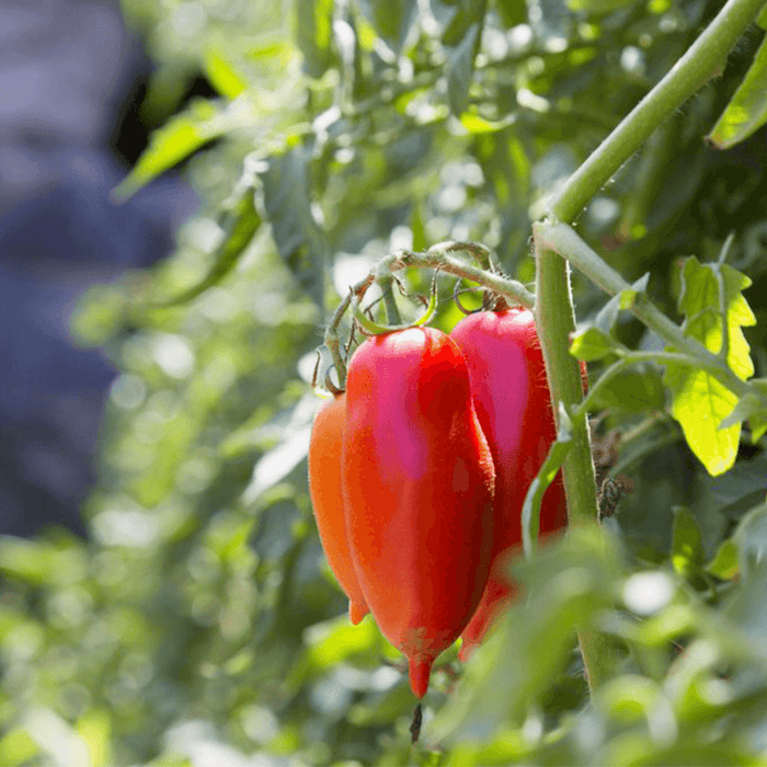 Strianese Polpa chopped tomatoes (bundles 6/24pcs available)