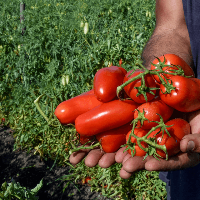 Strianese Polpa chopped tomatoes (bundles 6/24pcs available)
